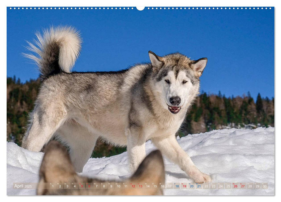 Alaskan Malamute in seinem Element (CALVENDO Premium Wandkalender 2025)