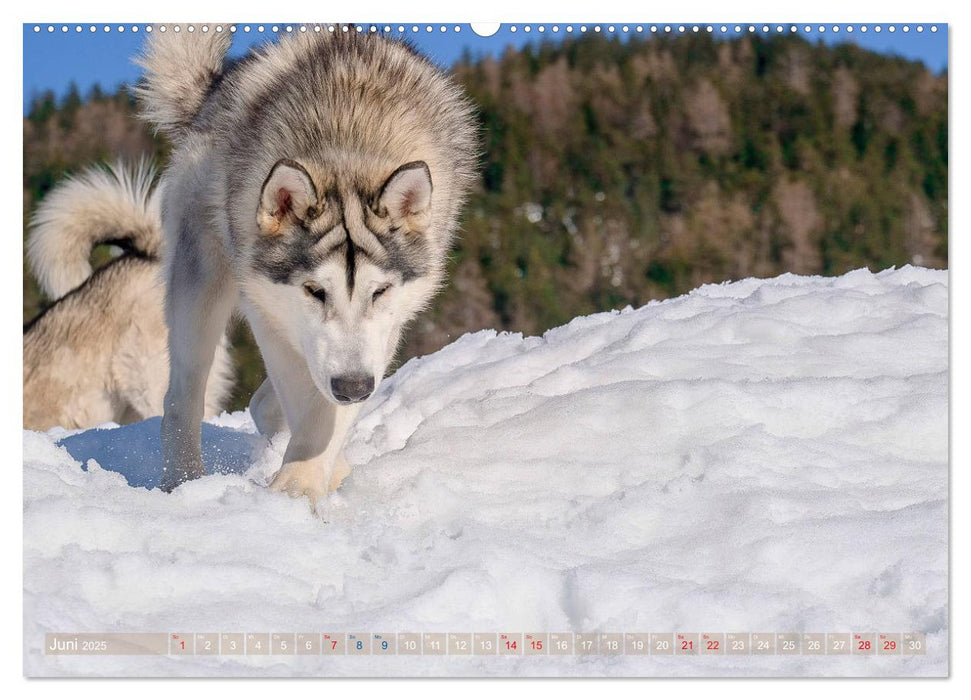 Alaskan Malamute in seinem Element (CALVENDO Premium Wandkalender 2025)