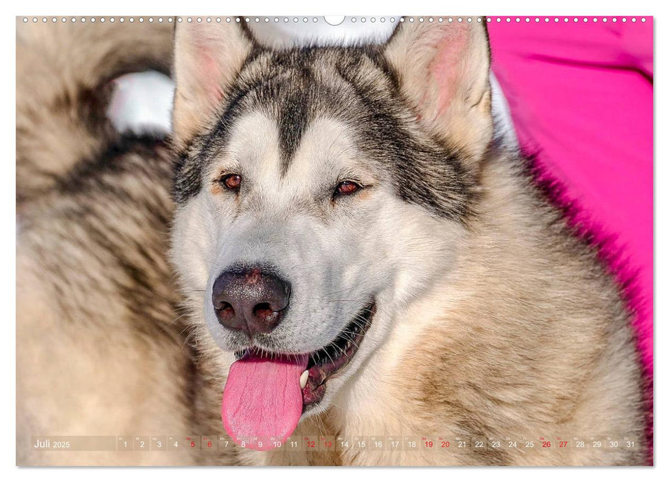 Alaskan Malamute in seinem Element (CALVENDO Premium Wandkalender 2025)