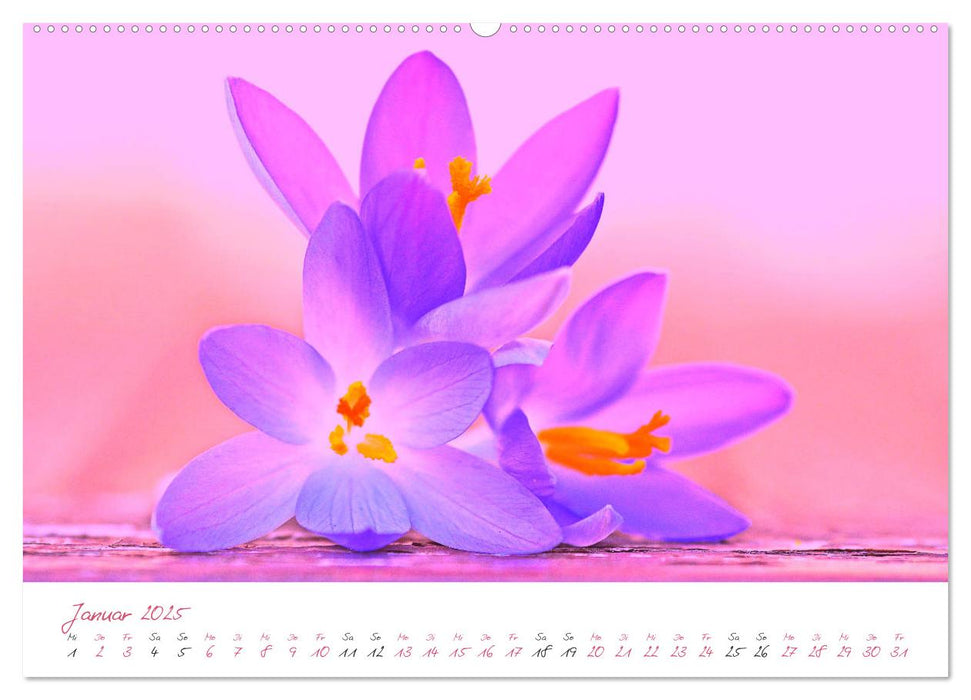 Blütenträume in violett und pink (CALVENDO Wandkalender 2025)