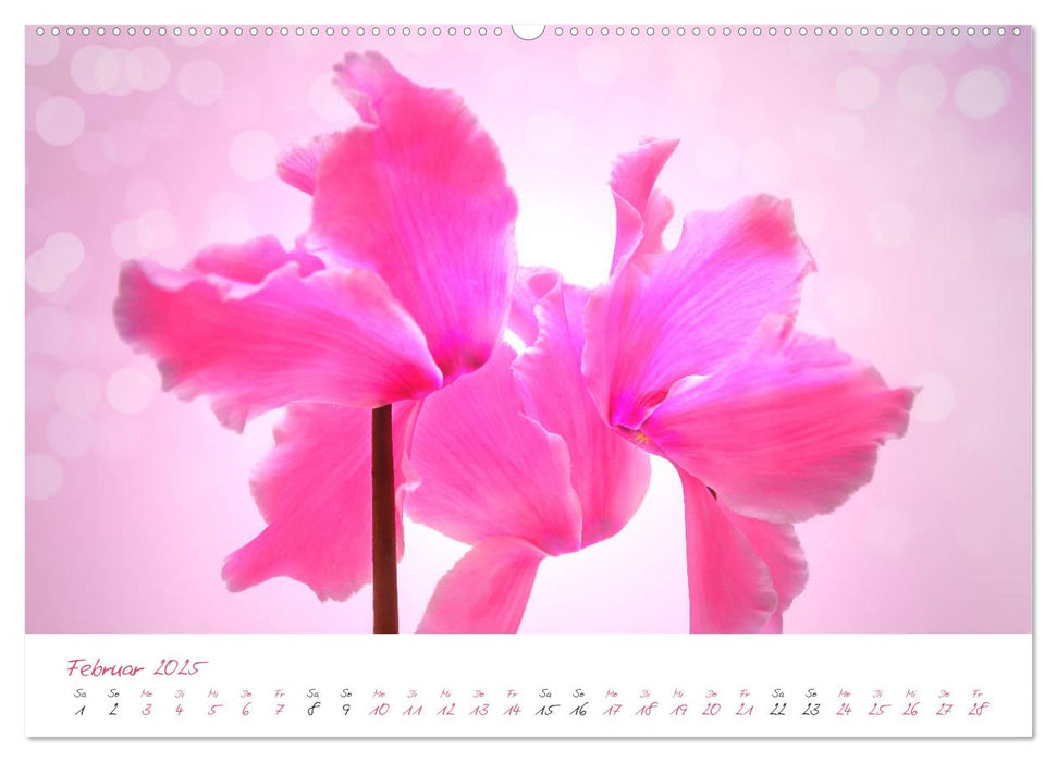 Blütenträume in violett und pink (CALVENDO Wandkalender 2025)