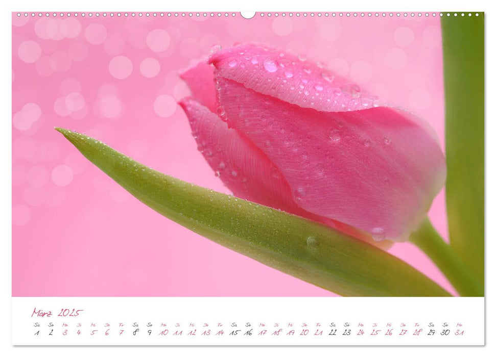 Blütenträume in violett und pink (CALVENDO Wandkalender 2025)