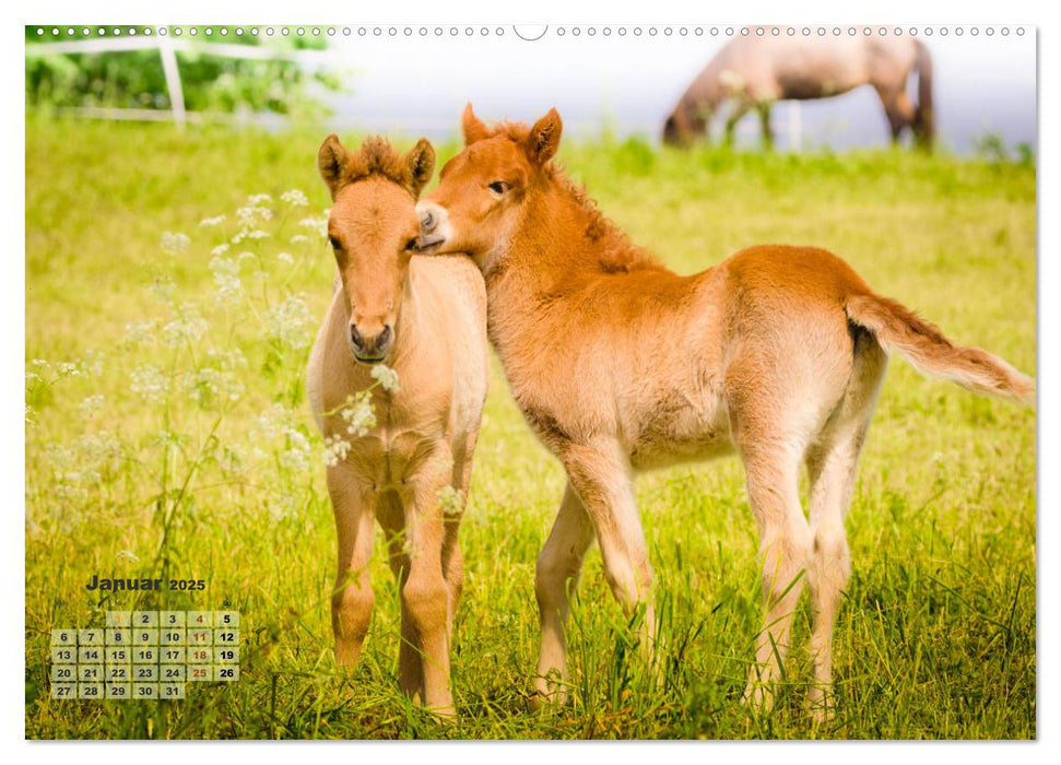 Wunderbare Fohlen (CALVENDO Premium Wandkalender 2025)