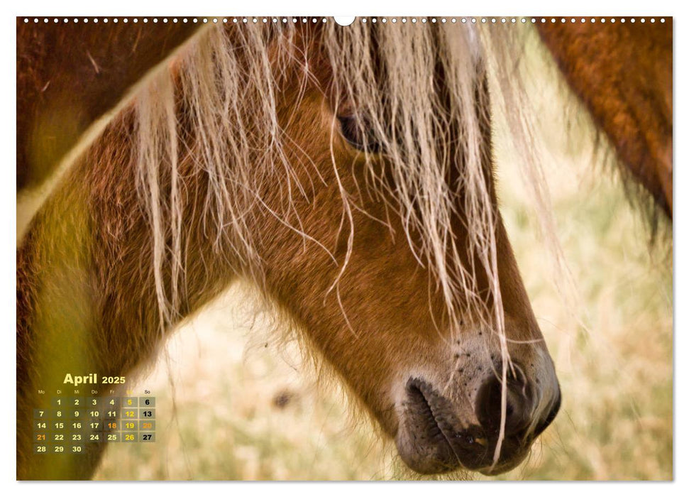 Wunderbare Fohlen (CALVENDO Premium Wandkalender 2025)