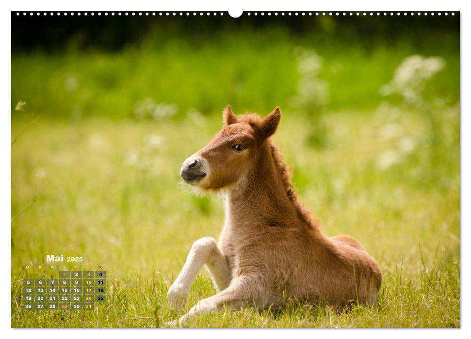 Wunderbare Fohlen (CALVENDO Premium Wandkalender 2025)