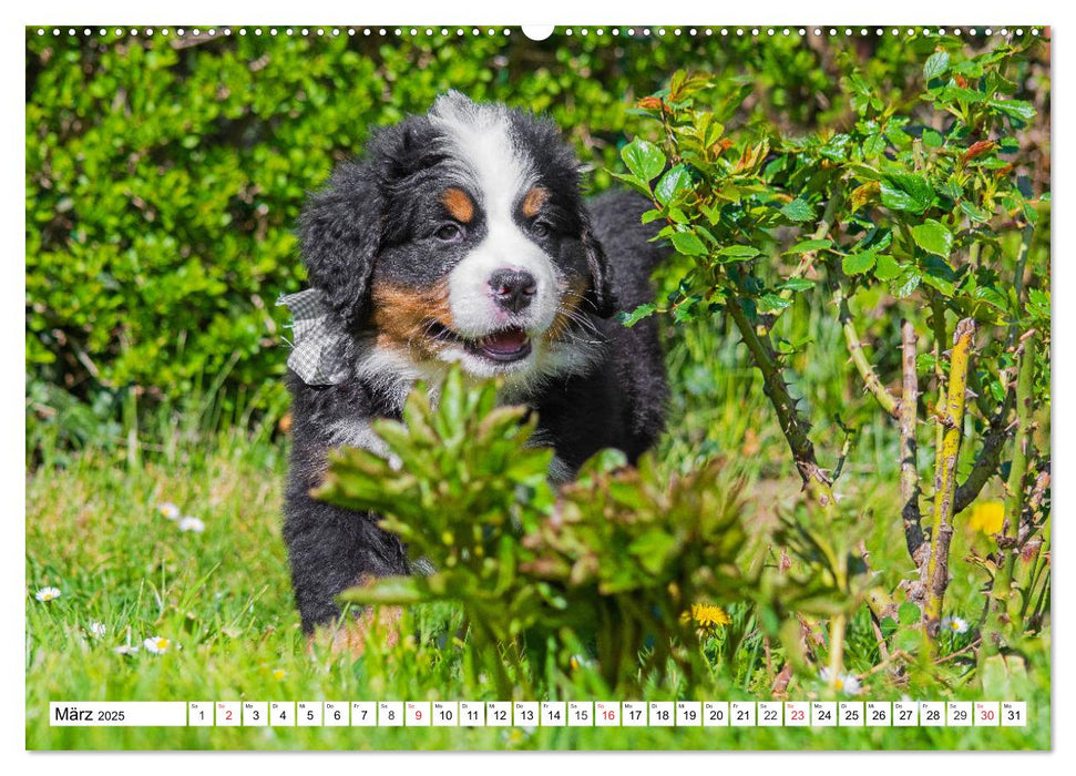 Kleine Herzen auf 4 Pfoten - Berner Sennenhunde (CALVENDO Premium Wandkalender 2025)