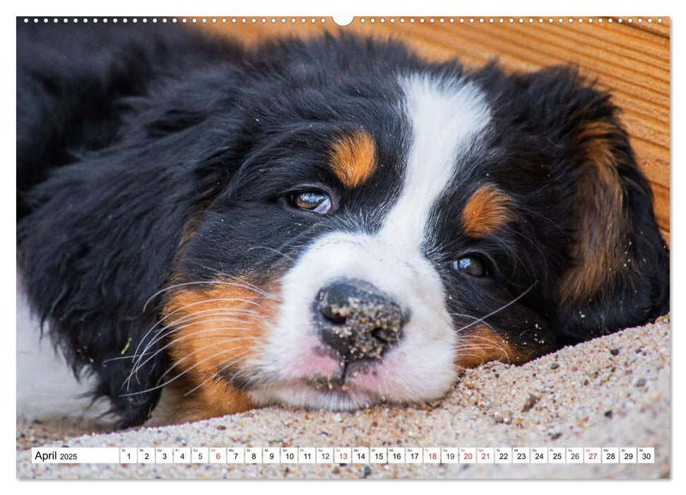 Kleine Herzen auf 4 Pfoten - Berner Sennenhunde (CALVENDO Premium Wandkalender 2025)