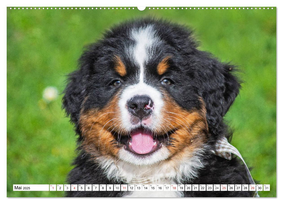 Kleine Herzen auf 4 Pfoten - Berner Sennenhunde (CALVENDO Premium Wandkalender 2025)