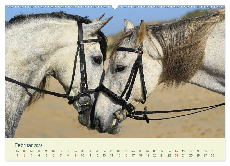 PFERDE & MEER (CALVENDO Premium Wandkalender 2025)