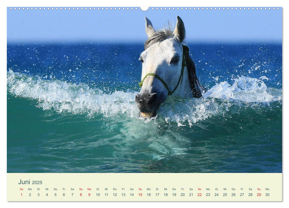 PFERDE & MEER (CALVENDO Premium Wandkalender 2025)