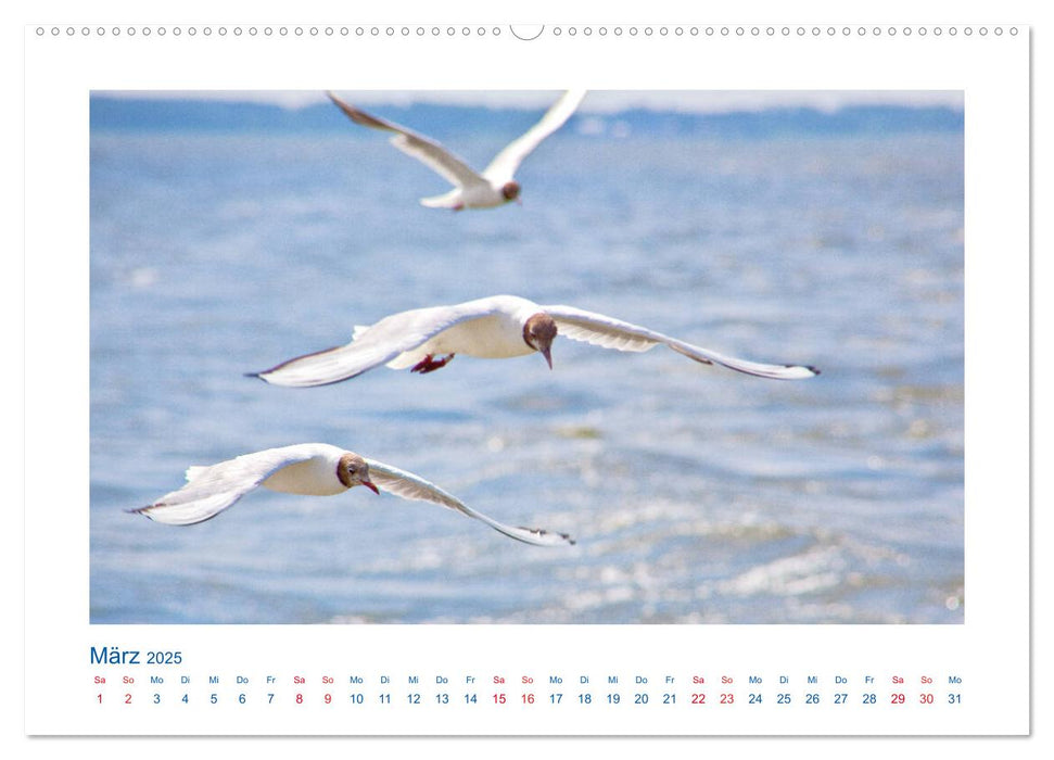 Unterwegs an der Ostsee (CALVENDO Wandkalender 2025)