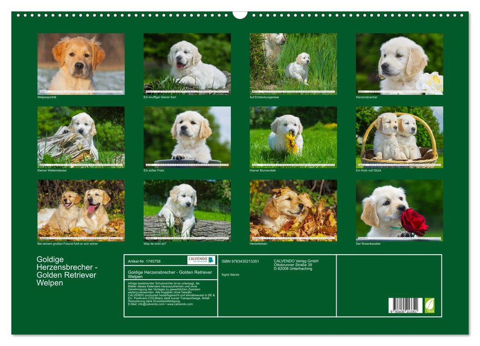 Goldige Herzensbrecher - Golden Retriever Welpen (CALVENDO Wandkalender 2025)