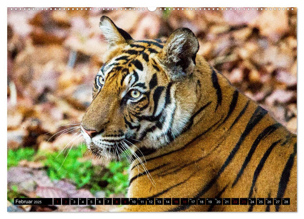 Indien - Im Reich des Tigers (CALVENDO Premium Wandkalender 2025)