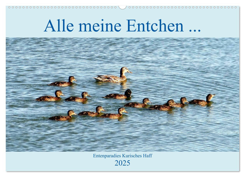 Alle meine Entchen ... Entenparadies Kurisches Haff (CALVENDO Wandkalender 2025)