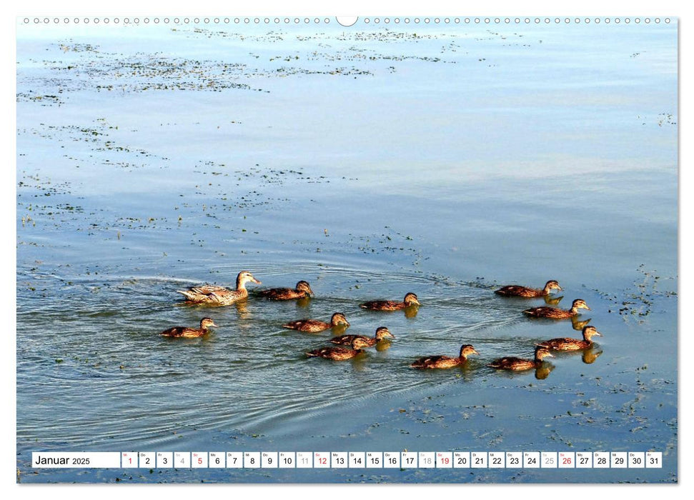 Alle meine Entchen ... Entenparadies Kurisches Haff (CALVENDO Wandkalender 2025)