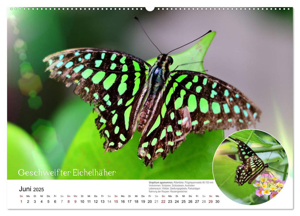 achja?! Schmetterlinge, exotisch, bunt und wunderschön (CALVENDO Premium Wandkalender 2025)