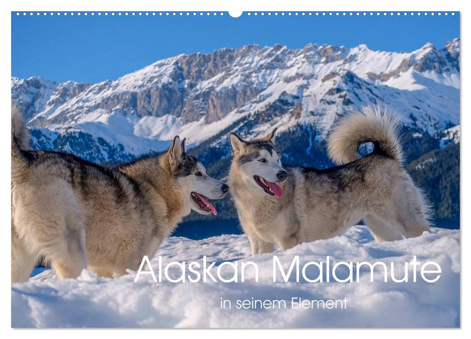 Alaskan Malamute in seinem Element (CALVENDO Wandkalender 2025)