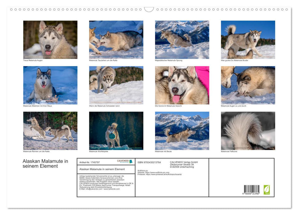 Alaskan Malamute in seinem Element (CALVENDO Wandkalender 2025)