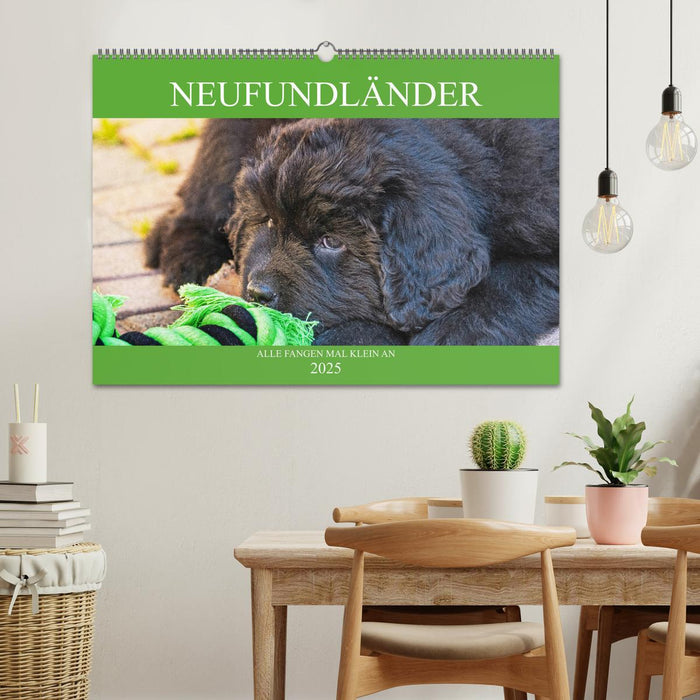 Neufundländer - Alle fangen mal klein an (CALVENDO Wandkalender 2025)