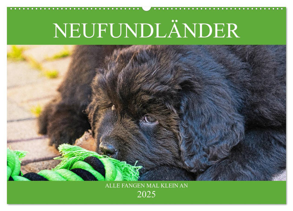 Neufundländer - Alle fangen mal klein an (CALVENDO Wandkalender 2025)