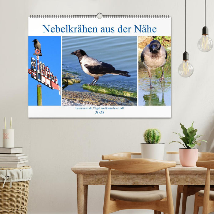 Nebelkrähen aus der Nähe - Faszinierende Vögel am Kurischen Haff (CALVENDO Wandkalender 2025)