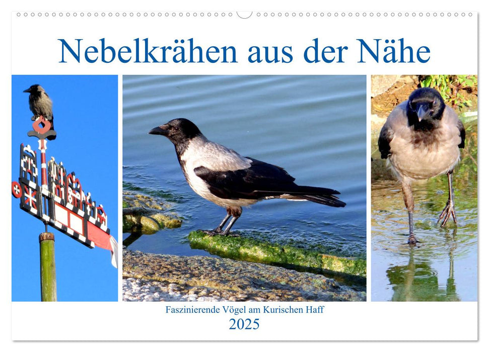 Nebelkrähen aus der Nähe - Faszinierende Vögel am Kurischen Haff (CALVENDO Wandkalender 2025)