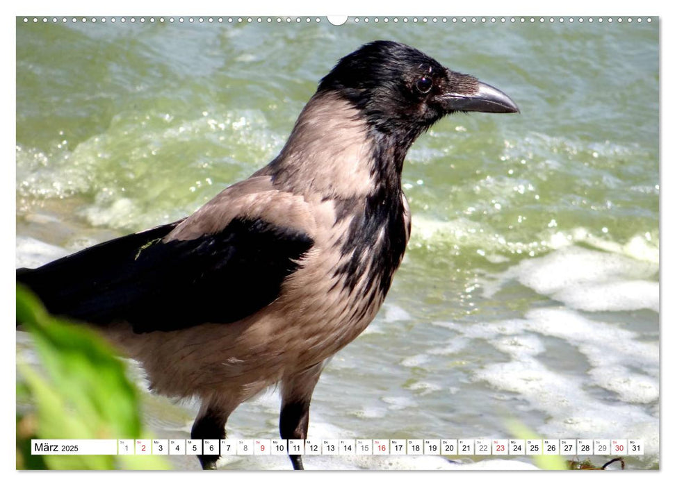 Nebelkrähen aus der Nähe - Faszinierende Vögel am Kurischen Haff (CALVENDO Wandkalender 2025)