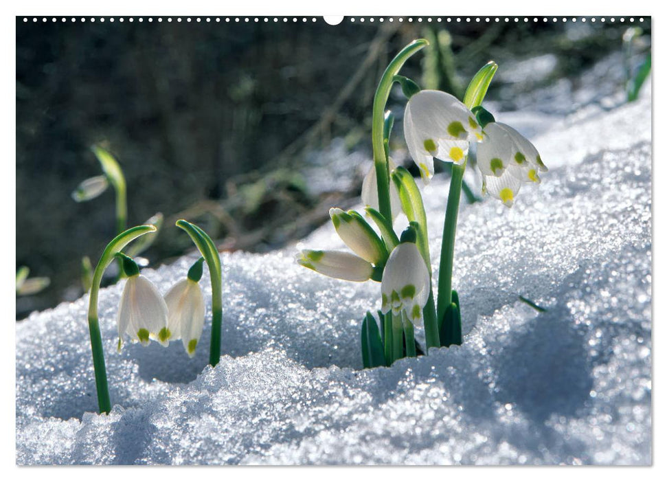 Mein Donautal (CALVENDO Premium Wandkalender 2025)