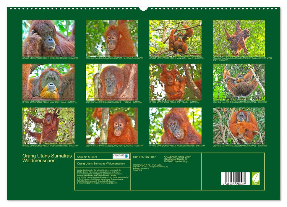 Orang Utans Sumatras Waldmenschen (CALVENDO Premium Wandkalender 2025)