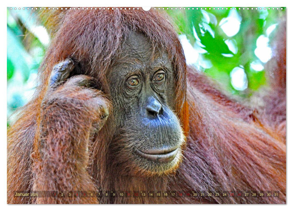 Orang Utans Sumatras Waldmenschen (CALVENDO Premium Wandkalender 2025)