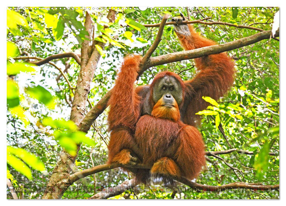 Orang Utans Sumatras Waldmenschen (CALVENDO Premium Wandkalender 2025)