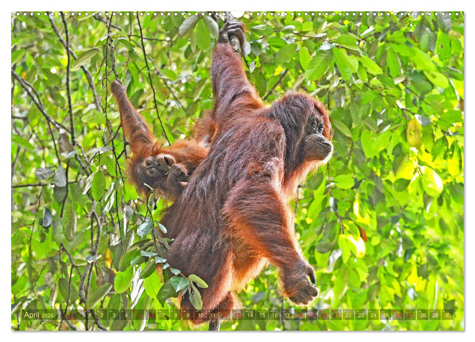 Orang Utans Sumatras Waldmenschen (CALVENDO Premium Wandkalender 2025)