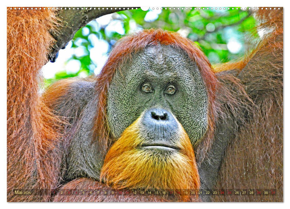 Orang Utans Sumatras Waldmenschen (CALVENDO Premium Wandkalender 2025)