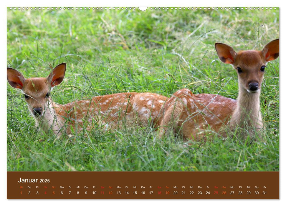 Bambis Welt (CALVENDO Premium Wandkalender 2025)