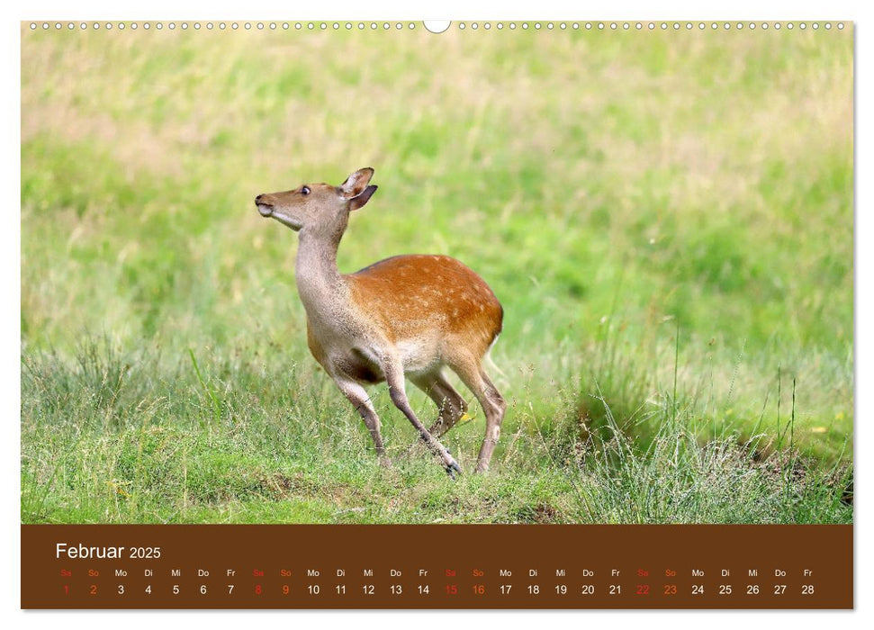 Bambis Welt (CALVENDO Premium Wandkalender 2025)