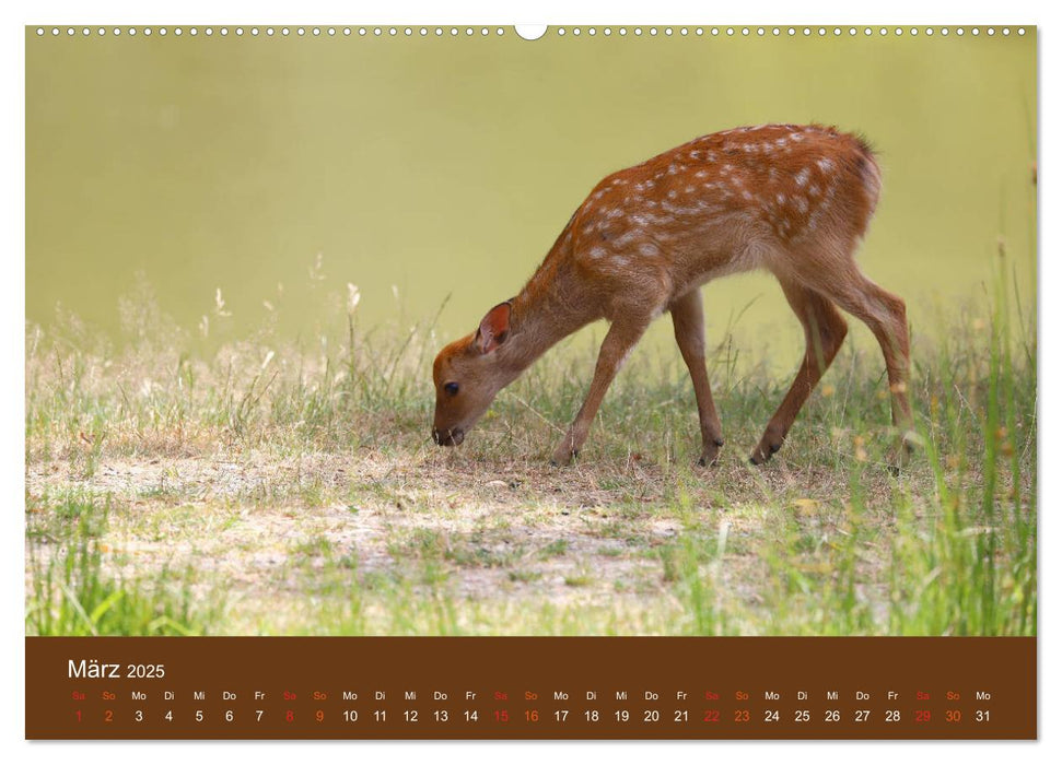 Bambis Welt (CALVENDO Premium Wandkalender 2025)