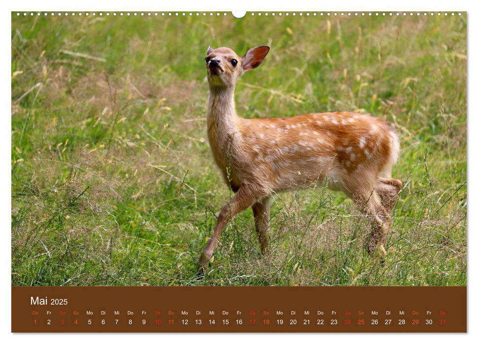 Bambis Welt (CALVENDO Premium Wandkalender 2025)