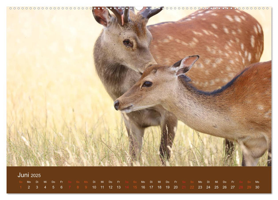 Bambis Welt (CALVENDO Premium Wandkalender 2025)