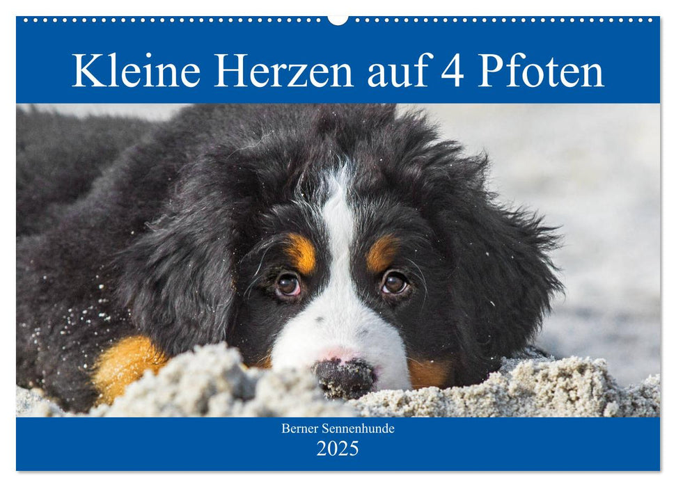 Kleine Herzen auf 4 Pfoten - Berner Sennenhunde (CALVENDO Wandkalender 2025)