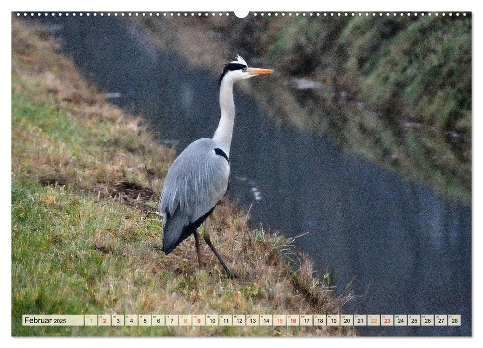 Graureiher im Blockland (CALVENDO Premium Wandkalender 2025)