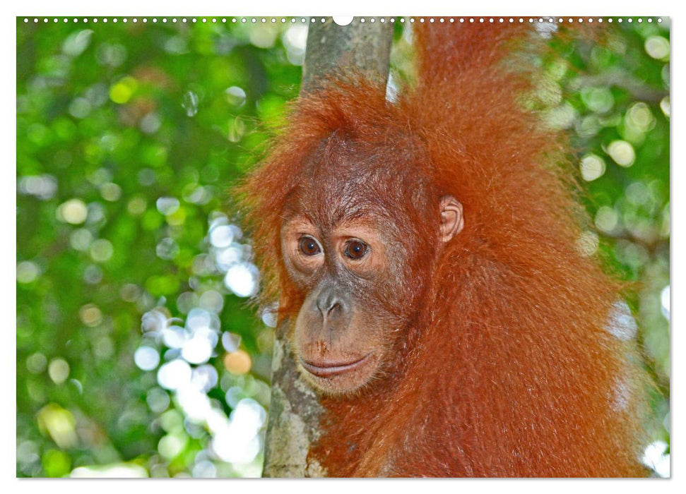 Orang Utans Sumatras Waldmenschen (CALVENDO Wandkalender 2025)