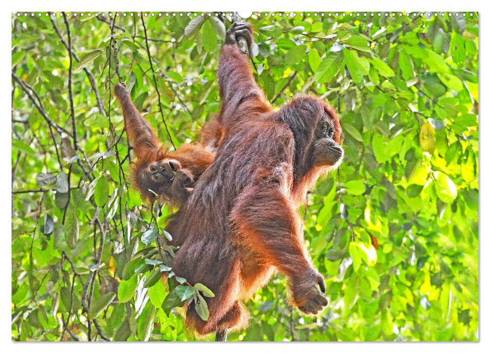 Orang Utans Sumatras Waldmenschen (CALVENDO Wandkalender 2025)