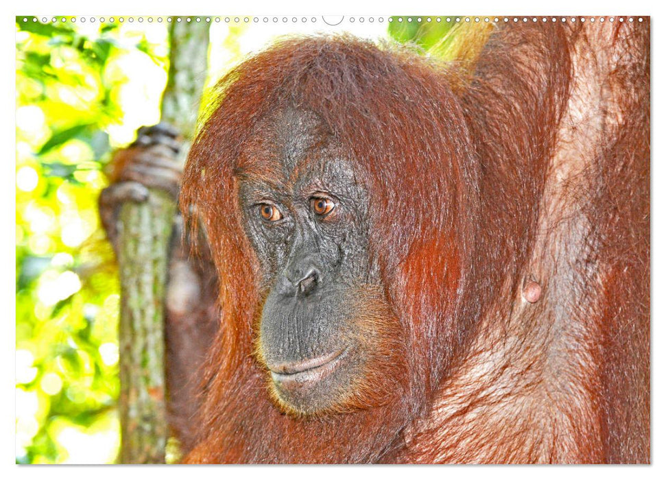 Orang Utans Sumatras Waldmenschen (CALVENDO Wandkalender 2025)