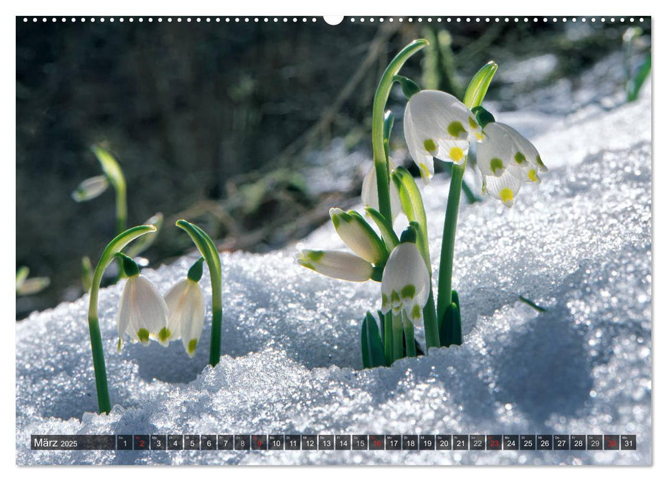 Mein Donautal (CALVENDO Wandkalender 2025)