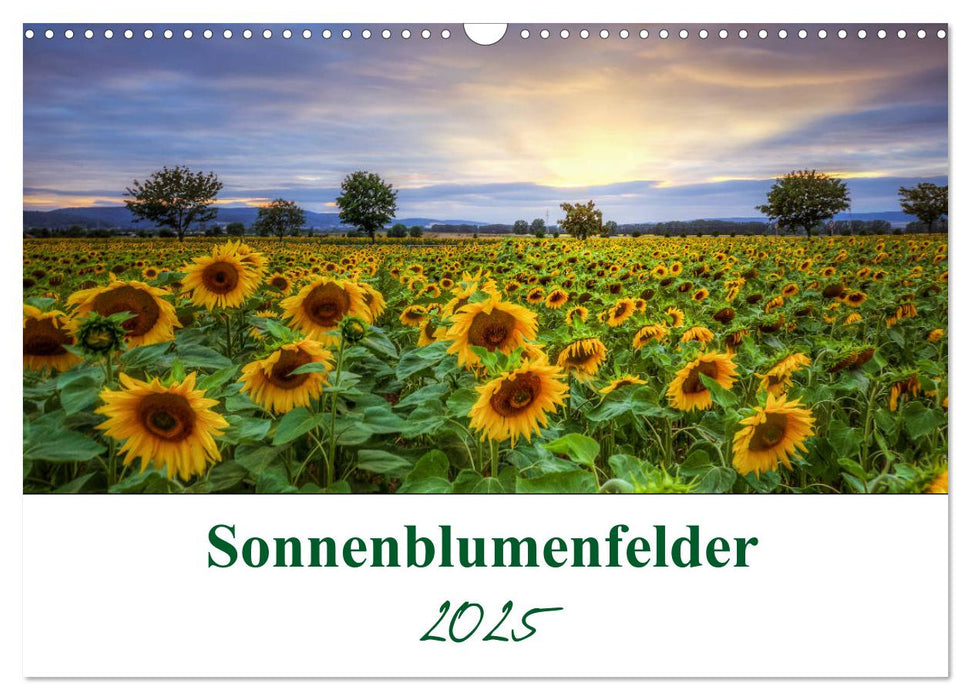 Sonnenblumenfelder (CALVENDO Wandkalender 2025)