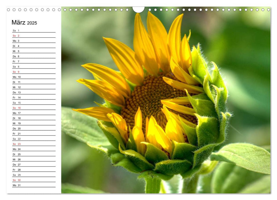 Sonnenblumenfelder (CALVENDO Wandkalender 2025)