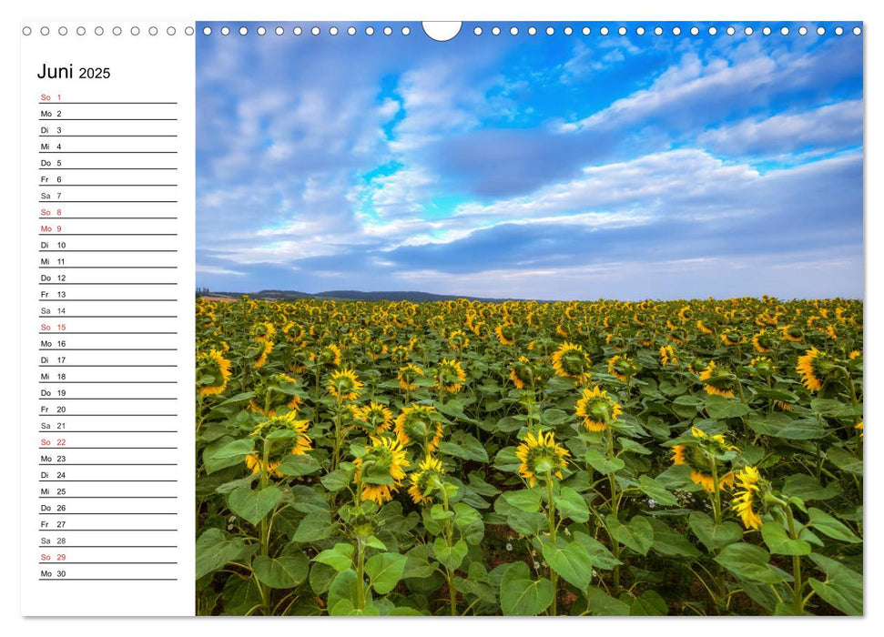 Sonnenblumenfelder (CALVENDO Wandkalender 2025)