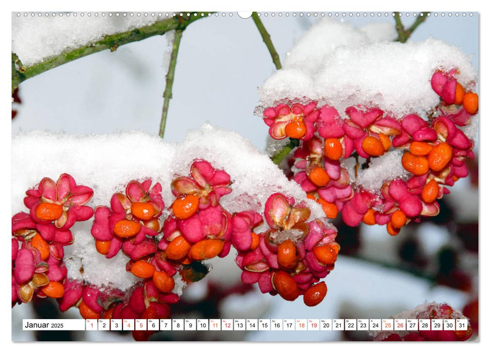 Faszination Natur - Schöne Details am Wegrand (CALVENDO Premium Wandkalender 2025)