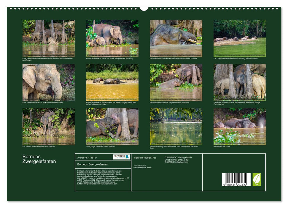 Borneos Zwergelefanten (CALVENDO Premium Wandkalender 2025)