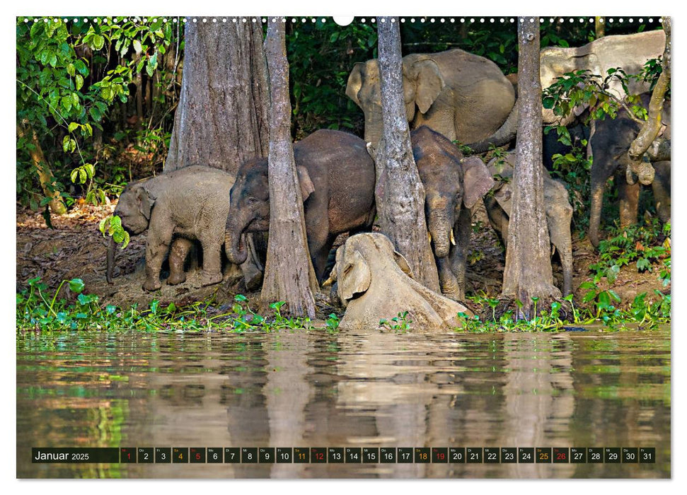 Borneos Zwergelefanten (CALVENDO Premium Wandkalender 2025)